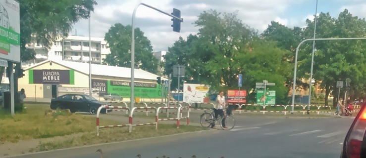 Czekali na zielone, gdy nagle przed auto wyszła… [ZDJĘCIA] - Zdjęcie główne