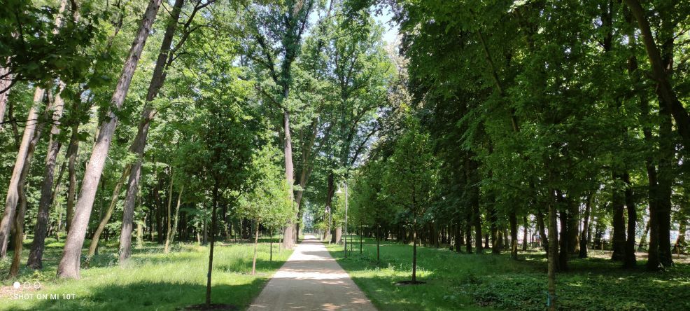 Szkodnik w parku w Jarocinie. Jego jad działa drażniąco. Miasto wystosowało apel