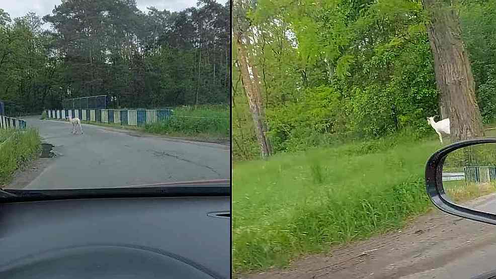 Wyglądała jak duch. Niecodzienne spotkanie w lesie pod Cielczą [WIDEO]