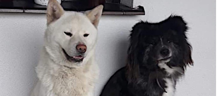 Zaginęły dwa psy. Właściciele proszą o pomoc w ich odnalezieniu [AKTUALIZACJA] - Zdjęcie główne