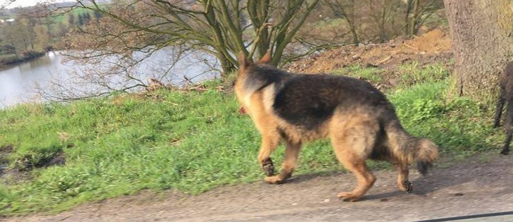 Szukacie psa? Mamy informację o wałęsających się czworonogach - Zdjęcie główne