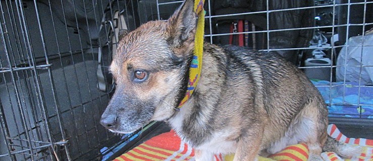 Jarocin. Pies uciekł jej z podwórka, teraz go szuka - Zdjęcie główne