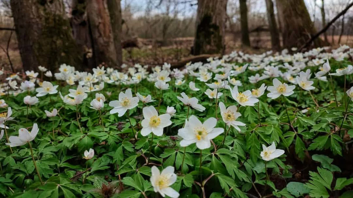 Spektakl, którego nie można przegapić. Wystarczy wybrać się do lasu