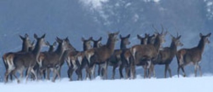 Inwazja jeleni - Zdjęcie główne