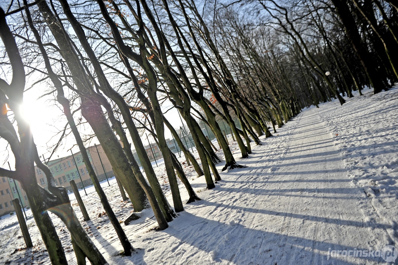 Jarocin. Park miejski w Jarocinie w zimowej szacie 2018 - Zdjęcie główne