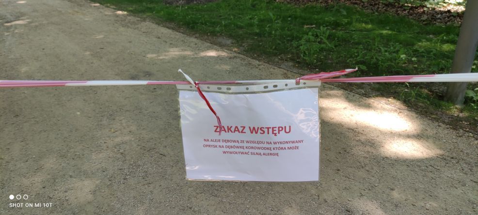 Szkodnik w parku w Jarocinie. Jego jad działa drażniąco. Miasto wystosowało apel