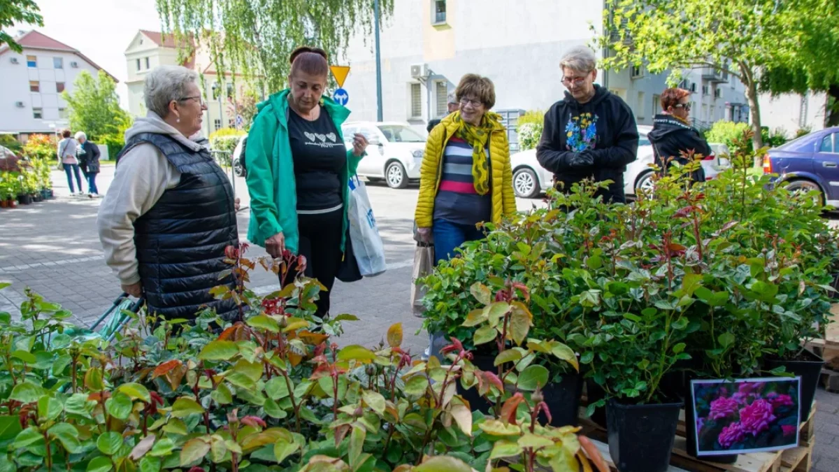 Kiermasz, warsztaty i darmowe nawozy. Powitaj wiosnę na jarocińskim rynku