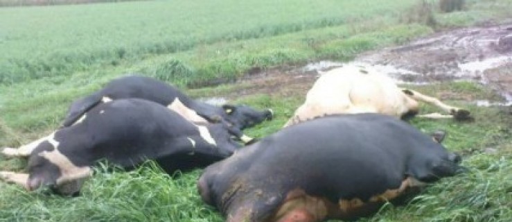 Prąd zabił 9 krów u dwóch gospodarzy  - Zdjęcie główne