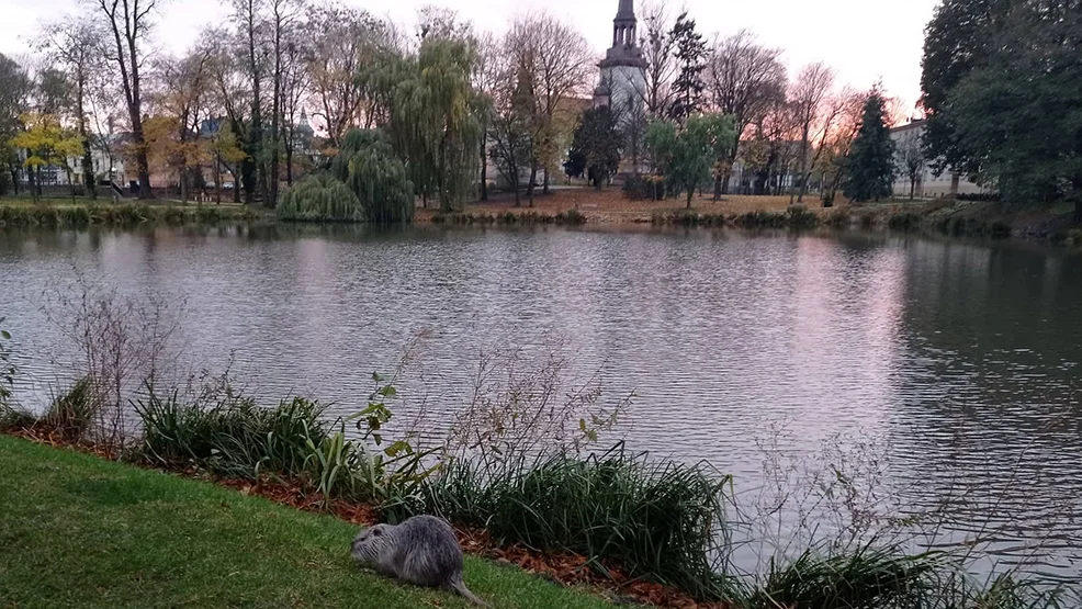 Będą odławiać nutrie z jarocińskiego parku. Wiemy dlaczego  - Zdjęcie główne