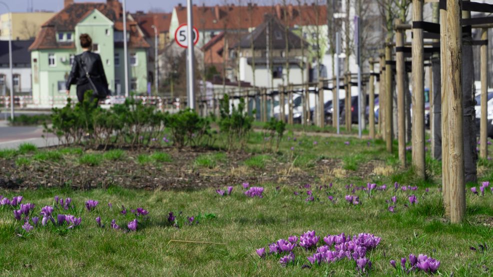 Uroki wiosny w parku Radolińskich. Widać je w przyrodzie. Korzystają z nich ludzie  