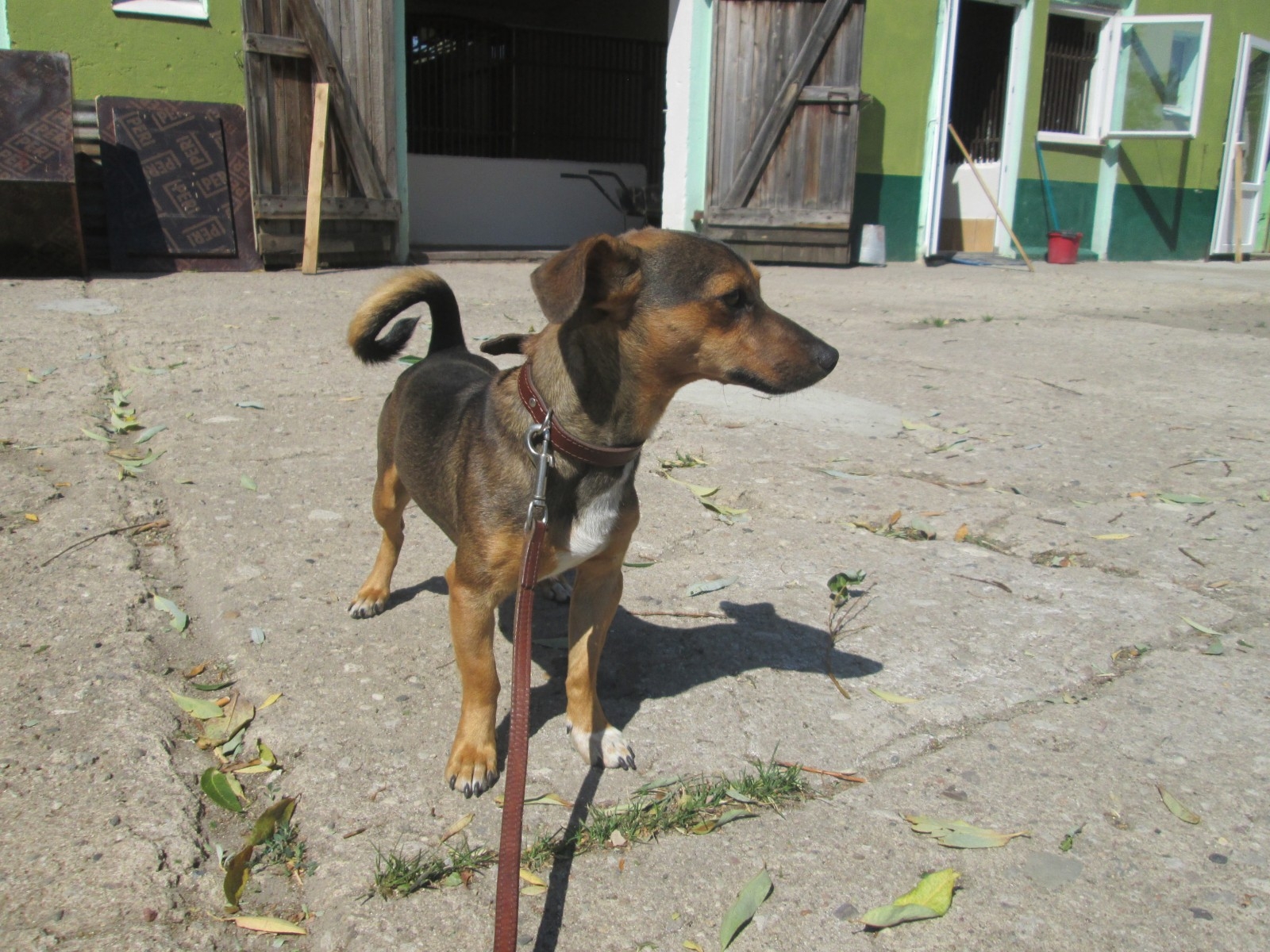 Pies znaleziony na ul. Dąbrowskiego w Jarocinie - Zdjęcie główne