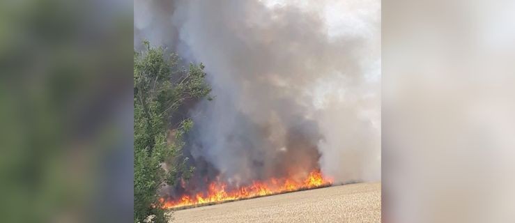 Kłęby dymu. Płonie ponad 50 hektarów zboża [FOTO] - Zdjęcie główne