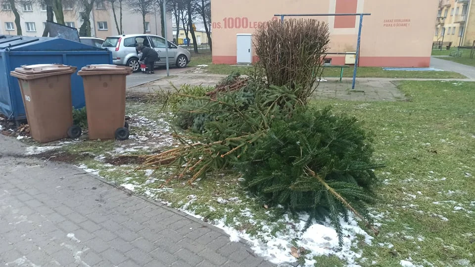 Co zrobić z choinką po świętach? Można ją oddać do przetworzenia - Zdjęcie główne