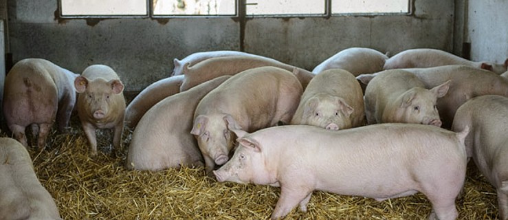 Jesteś rolnikiem, hodujesz świnie, zwrócą ci koszty - Zdjęcie główne