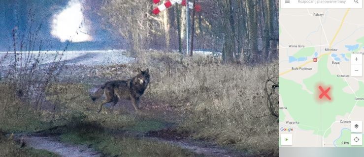 Zauważył i sfotografował wilki w lesie Nadleśnictwa Jarocin [ZDJĘCIA]  - Zdjęcie główne