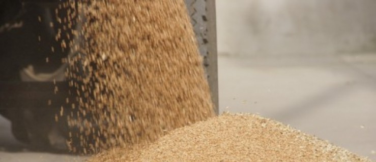 Tendencje spadkowe cen zbóż - Zdjęcie główne