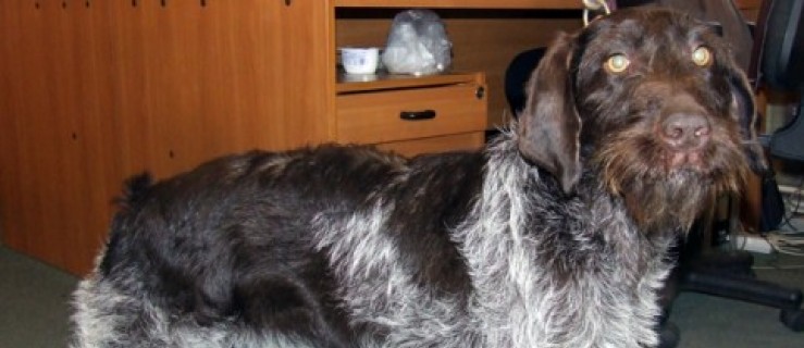 Znaleziono psa w Kotlinie - Zdjęcie główne