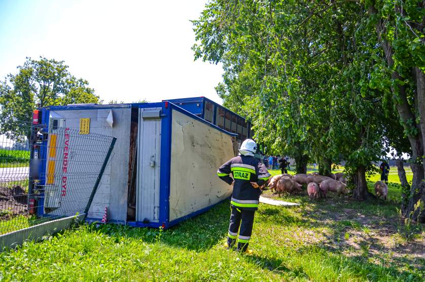 Ciężarówka przewożąca świnie wypadła z DK 15 w Golinie