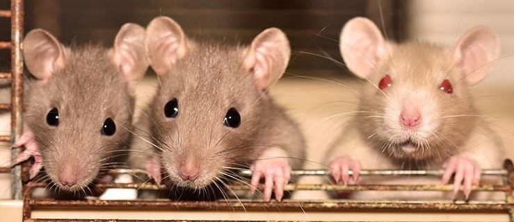 Uwaga na szczury! Powszechna deratyzacja w maju - Zdjęcie główne