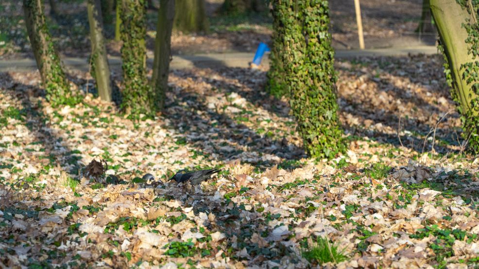 Uroki wiosny w parku Radolińskich. Widać je w przyrodzie. Korzystają z nich ludzie  