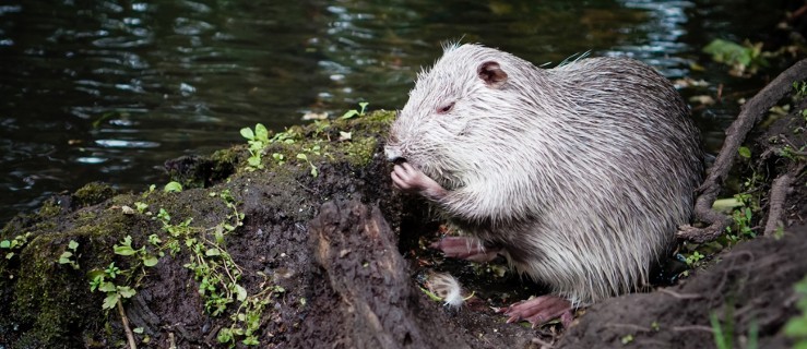 Nutrie znikną z parku przy Szubiankach. Gmina ma plan dotyczący zwierząt - Zdjęcie główne