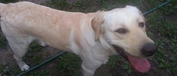 Znaleziono psa w Witaszycach - Zdjęcie główne