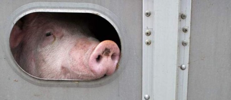 Świadectwo zdrowia dla każdej świni opuszczającej chlewnię?! - Zdjęcie główne