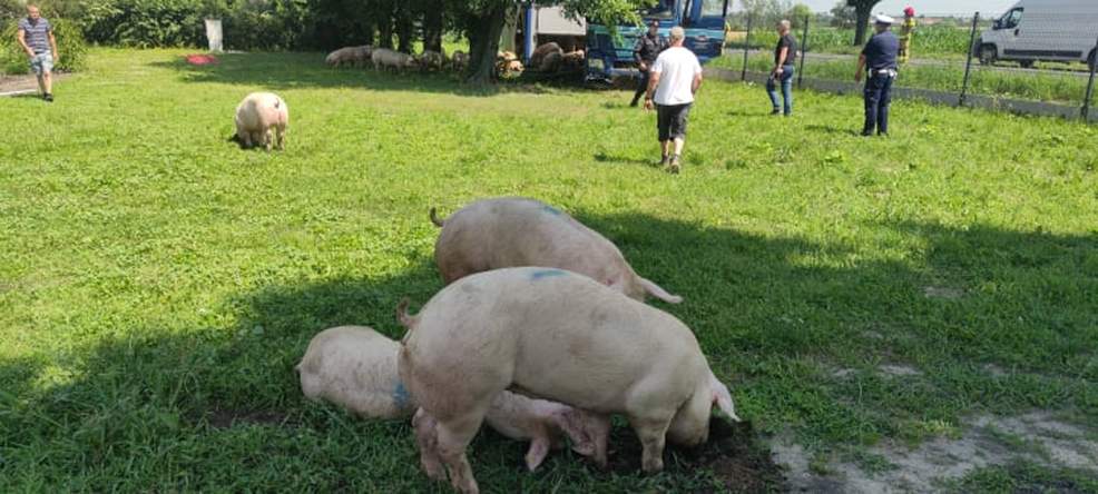 Ciężarówka przewożąca świnie wypadła z DK 15 w Golinie