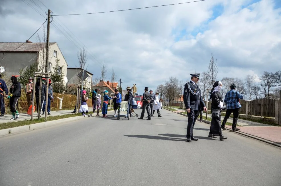 Niedźwiedzie powrócą w Lany Poniedziałek. Wielu na nich czekało od dwóch lat