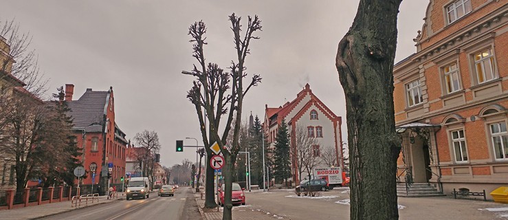 To jest przykład, jak nie należy przycinać drzew. Wiceburmistrz interweniuje - Zdjęcie główne