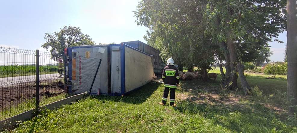 Ciężarówka przewożąca świnie wypadła z DK 15 w Golinie