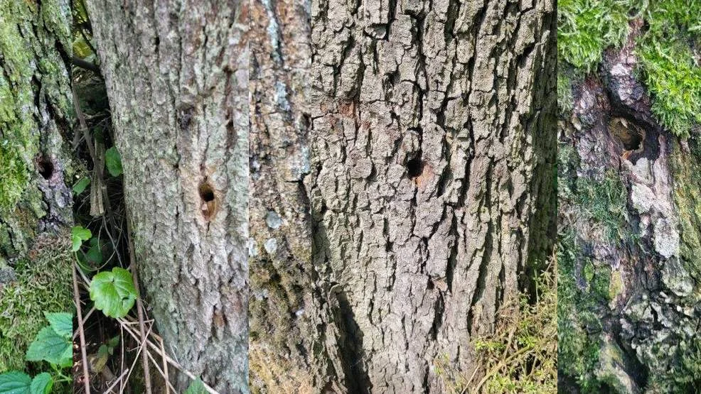Drzewa w Podlesiu usychają. Ktoś wywiercił w nich dziury i wlał truciznę [ZDJĘCIA]  - Zdjęcie główne