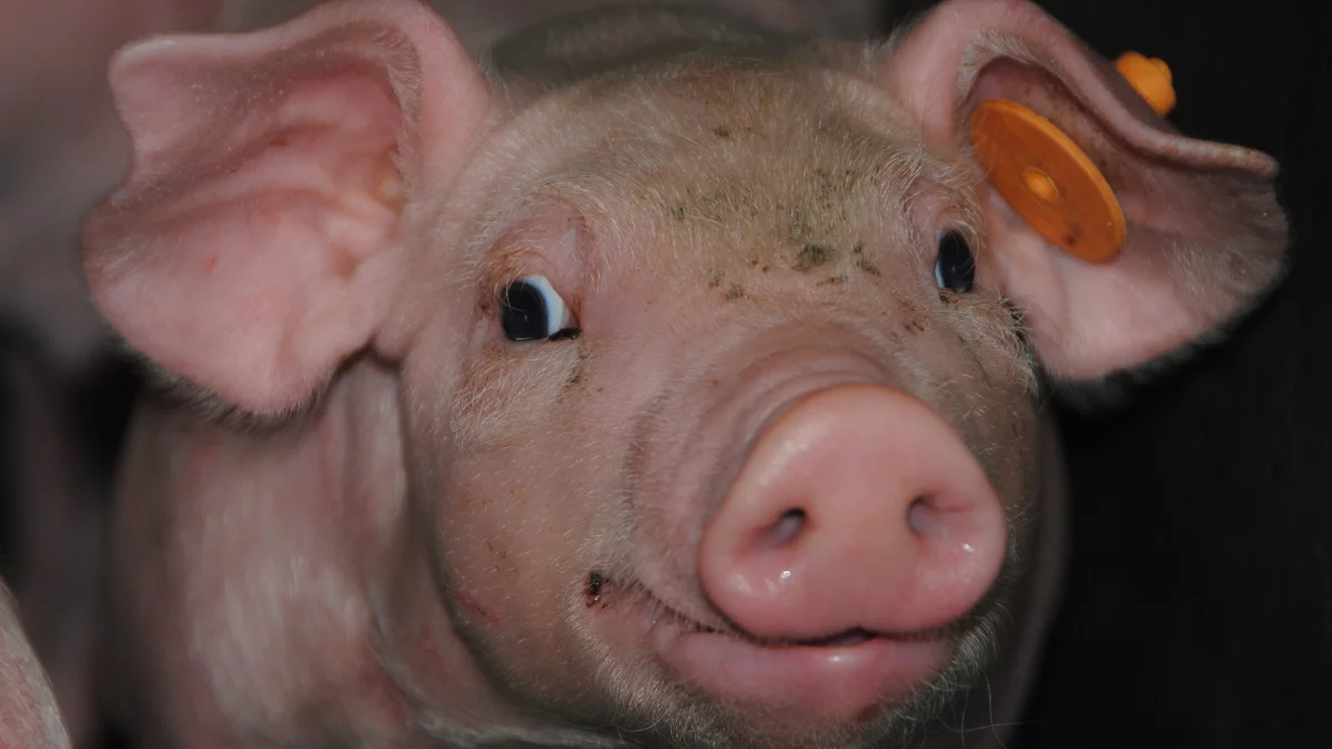 Ceny świń w skupie spadły. Rolnicy w panice po miesiącu wzrostów!