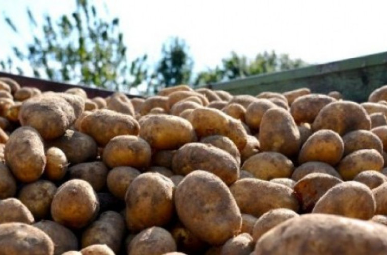 Kiepska jakość ziemniaków - Zdjęcie główne