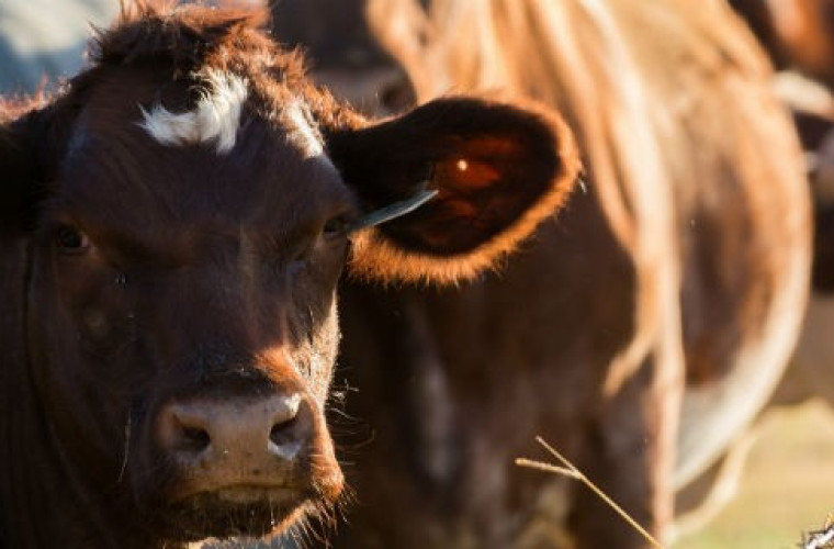 Producenci bydła, drobiu i futerkowych będą jutro protestować - Zdjęcie główne