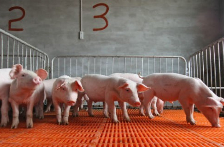 Ceny żywca wieprzowego ostro w dół!!!  - Zdjęcie główne