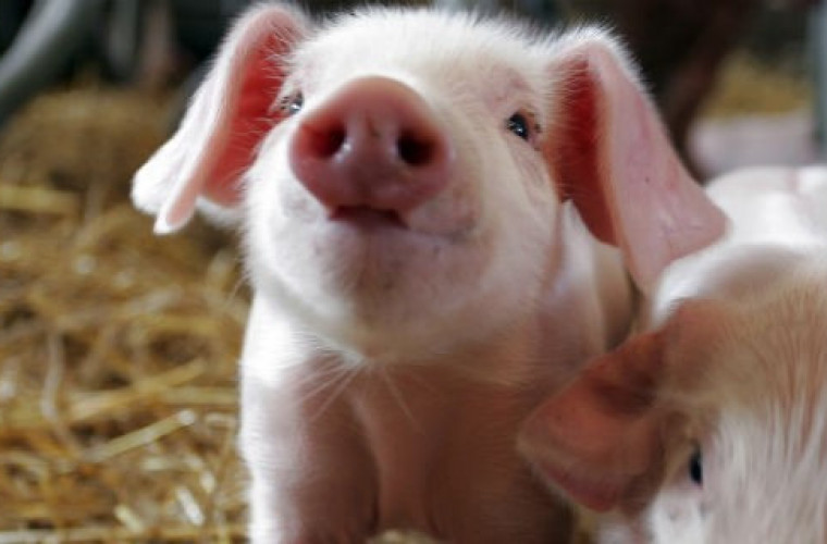 Kolejne weterynaryjne wymogi w chlewni i oborze - Zdjęcie główne