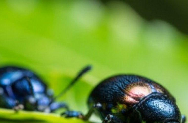 Ciekawoski o owadach. Te informacje mogą Cię naprawdę zainteresować  - Zdjęcie główne