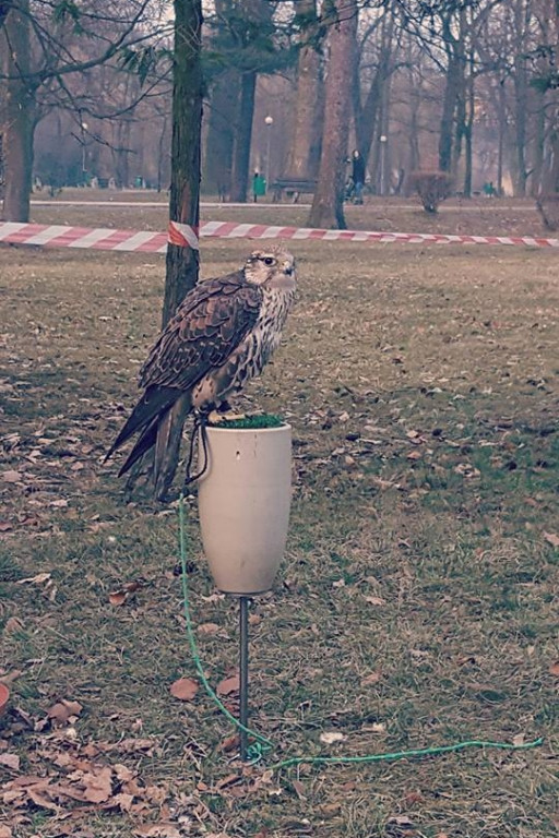 Krotoszyn. Sokoły w parku [ZDJĘCIA] - Zdjęcie główne