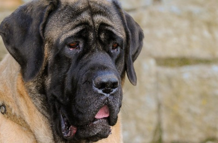 Jeśli twój pies szczeka, możesz trafić przed sąd. To nie żart - Zdjęcie główne