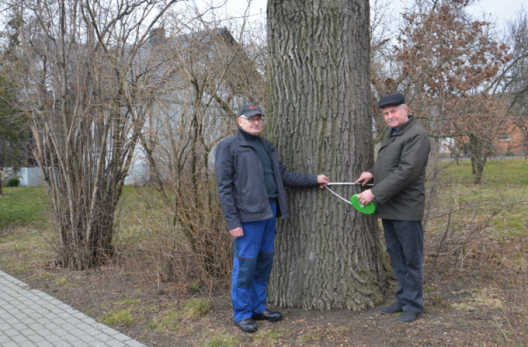 Grębów. Ma 320 cm w obwodzie. I 125 lat - Zdjęcie główne