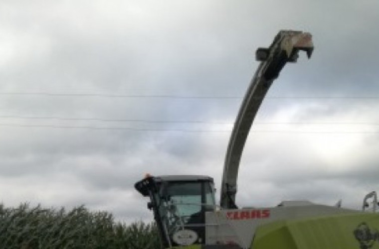 Żniwa kukurydziane w gospodarstwie pana Sławomira  [FLIM I ZDJĘCIA] - Zdjęcie główne