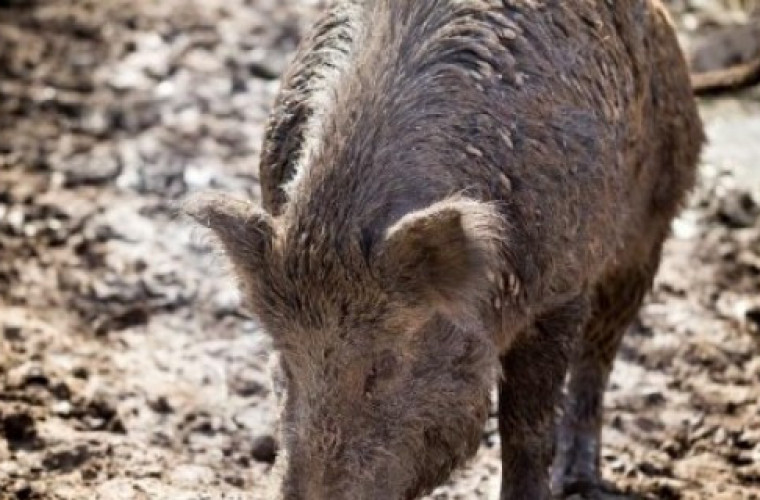 ASF tuż nad Wisłą! - Zdjęcie główne