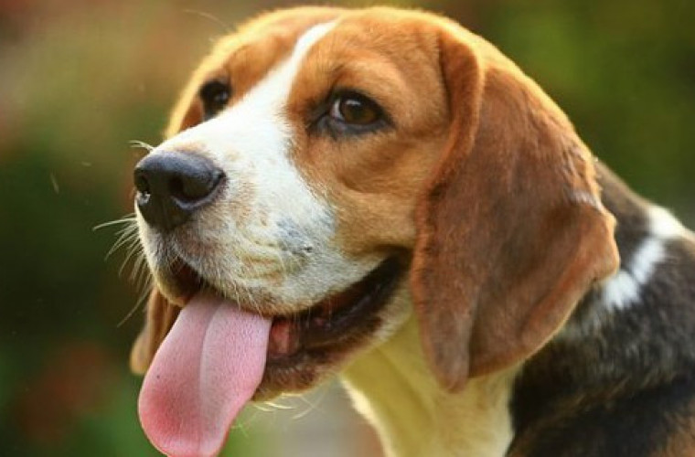 Nowelizacja ustawy ma bardziej chronić zwierzęta. Czy też tak uważacie? [ANKIETA] - Zdjęcie główne