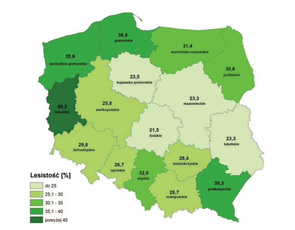 Polskie Lasy - Zdjęcie główne