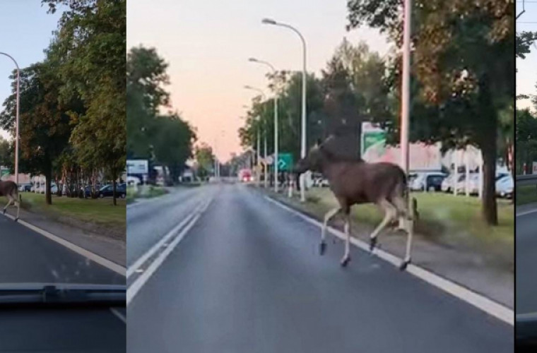 Niesamowite! Dwa łosie na szosie w Krotoszynie. Zobacz film  - Zdjęcie główne