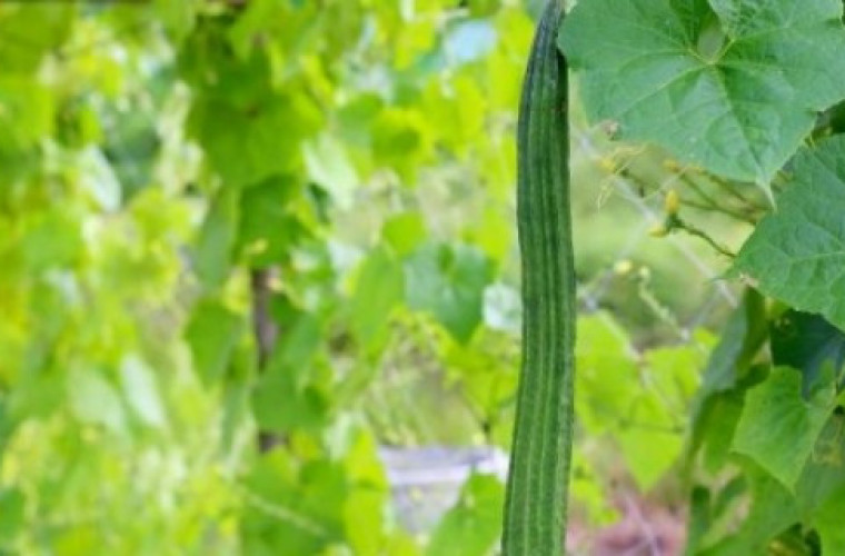 Trukwa - nowe warzywo na polskim rynku - Zdjęcie główne