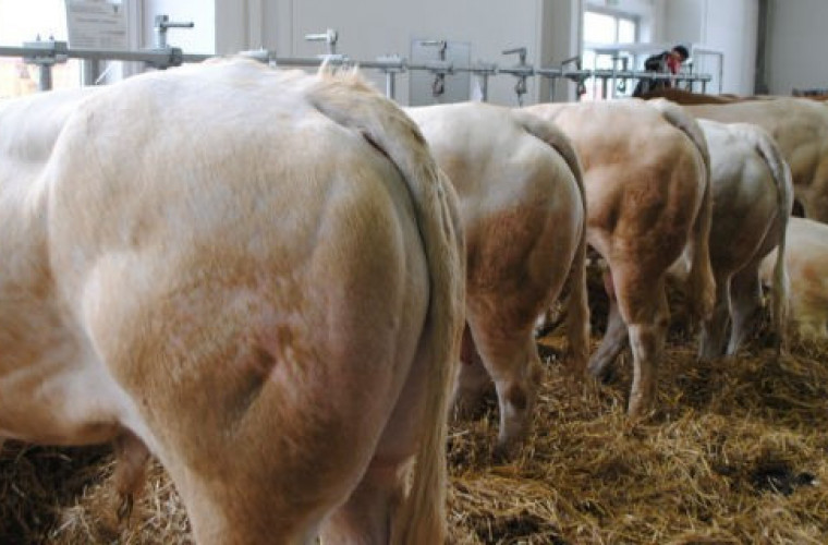 Nowa rasa bydła mięsnego - Zdjęcie główne