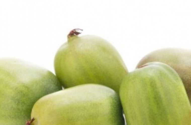 Minikiwi - nowość na rynku owocowym - Zdjęcie główne