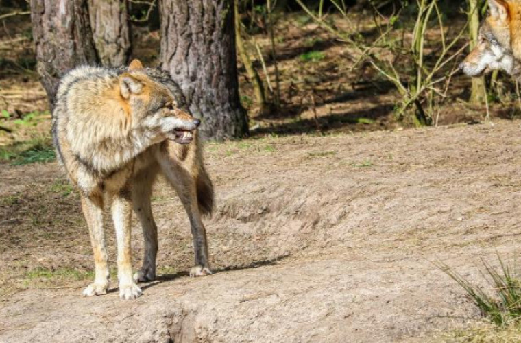 [Wieści Rolnicze] Atak wilka na środku wsi - Zdjęcie główne